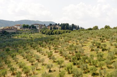 Hills in Tuscany near Artimino clipart