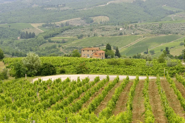 Vignobles du Chianti (Toscane) ) — Photo