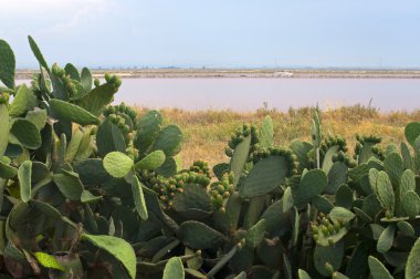 Margherita di Savoia (Puglia, Italy): Salt evaporation pond and clipart