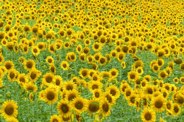 Marscher (Italien) - landskap på sommaren med solrosor — Stockfoto