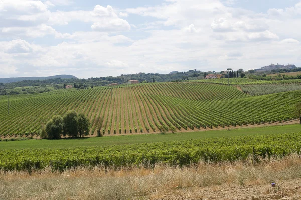 Paisaje con viñedos en verano cerca de Montepulciano (Siena, Tu — Foto de Stock