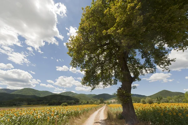 Landscape between Lazio and Umbria (Italy) at summer with sunflo — Stock Photo, Image