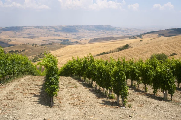 Пейзаж в Базиликате (Италия) недалеко от Forenza летом: виноградник — стоковое фото