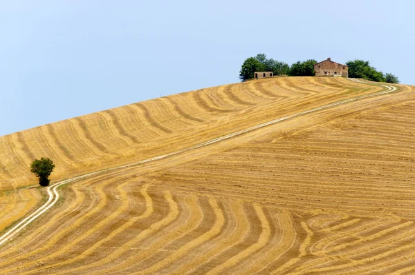 stock image Marches (Italy) - Landscape at summer, farm