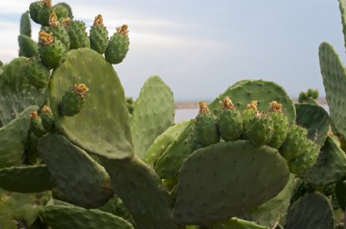 Puglia (İtalya) - kaktüs (opuntia ficus-indica), yaz