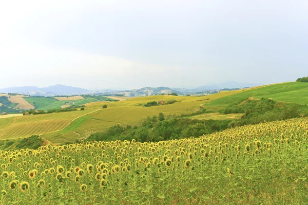 Pochody (Itálie) - krajina na léto se slunečnicemi — Stock fotografie