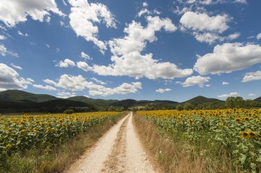 Landscape between Lazio and Umbria (Italy) at summer with sunflo clipart