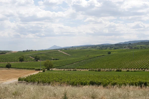 Landskap med vingårdar på sommaren nära montepulciano (siena, tu — Stockfoto
