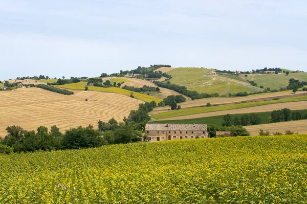 Marches (Italia) - Paisaje en verano con girasoles, granja — Foto de Stock