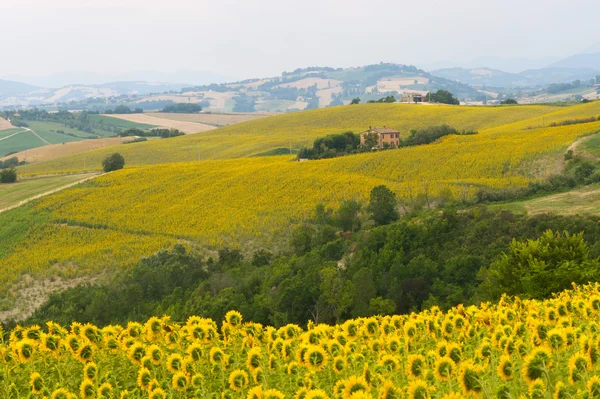 Marche (Włochy) - krajobraz w lato z słoneczniki — Zdjęcie stockowe