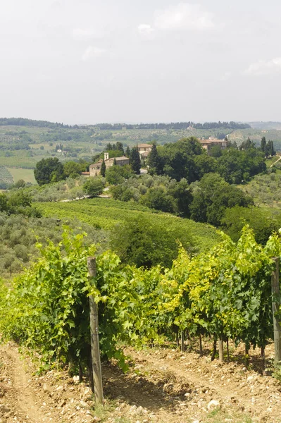 Weinberge des Chianti (Toskana)) — Stockfoto