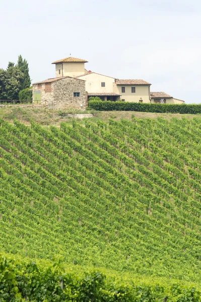 Wijngaarden van Chianti (Toscane) — Stockfoto