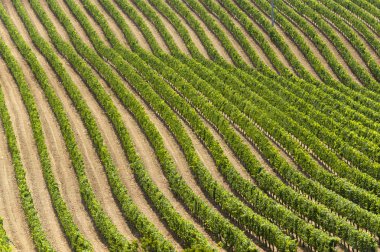 montepulciano (siena, tu yakınındaki yaz, üzüm bağları ile peyzaj