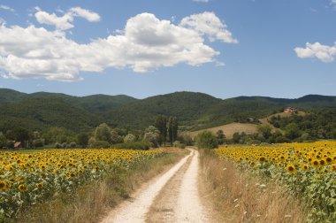 Landscape between Lazio and Umbria (Italy) at summer with sunflo clipart