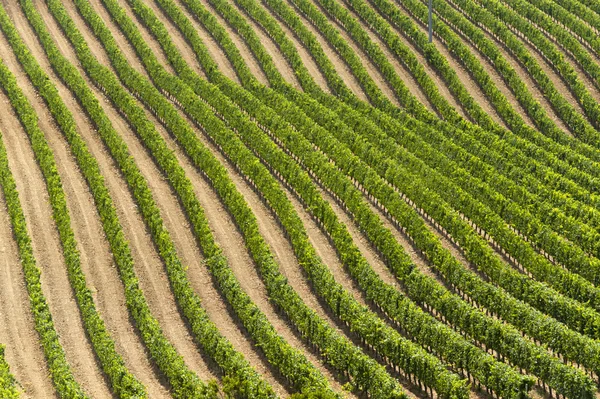 Landscape with vineyards at summer near Montepulciano (Siena, Tu — Stock Photo, Image