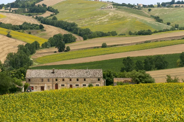 Marche (Włochy) - krajobraz w lato z słoneczniki, gospodarstwa — Zdjęcie stockowe
