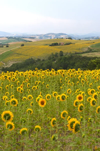Πορείες (Ιταλία) - τοπίο στο καλοκαίρι με ηλιοτρόπια — Φωτογραφία Αρχείου