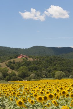 Yaz sunflo ile Lazio ve Umbria (İtalya) arasında peyzaj