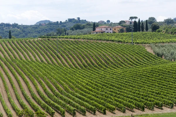 Táj és szőlőültetvények nyári közelében montepulciano (siena, tu — Stock Fotó