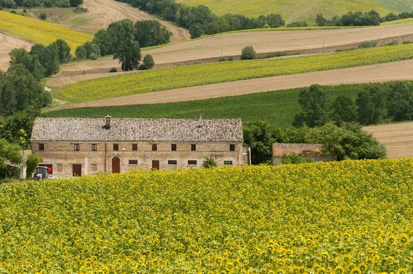 Marche (Włochy) - krajobraz w lato z słoneczniki, gospodarstwa — Zdjęcie stockowe