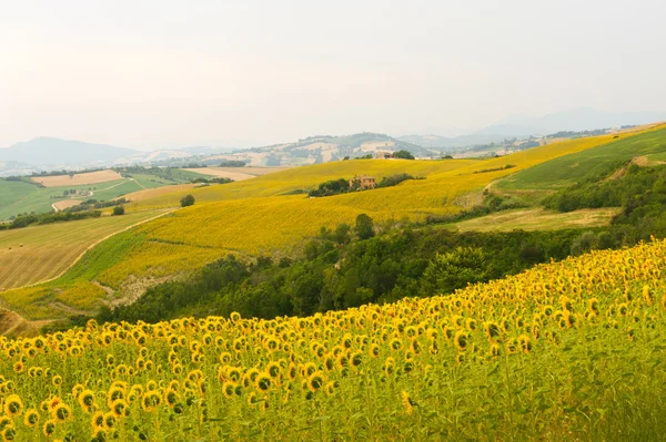 Πορείες (Ιταλία) - τοπίο στο καλοκαίρι με ηλιοτρόπια — Φωτογραφία Αρχείου