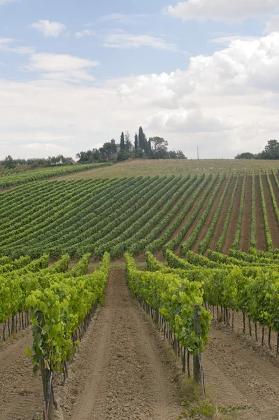 Krajobraz z winnic w lato w pobliżu montepulciano (siena, tu — Zdjęcie stockowe