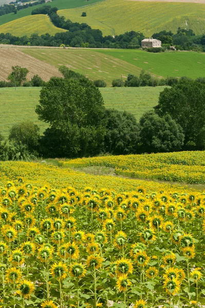 Marches (Italië) - landschap aan zomer met zonnebloemen — Stockfoto