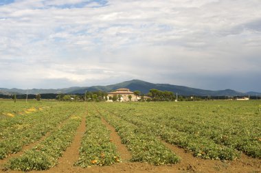 domates tarlada arezzo (Toskana, İtalya), yaz