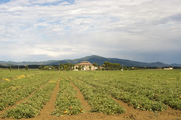 Tomatoes field near Arezzo (Tuscany, Italy) at summer — Stock Photo, Image