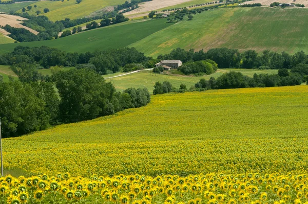 Yürüyüşleri (İtalya) - ayçiçeği ile yaz manzaraya — Stok fotoğraf