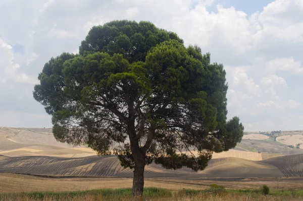 プーリアとバジリカータ （イタリア）： 国の風景、大きな tr — ストック写真