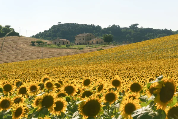 Marches (Italia) - Paisaje en verano con girasoles, granja —  Fotos de Stock
