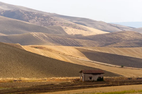 stock image Between Puglia and Basilicata (Italy): Country landscape, big tr