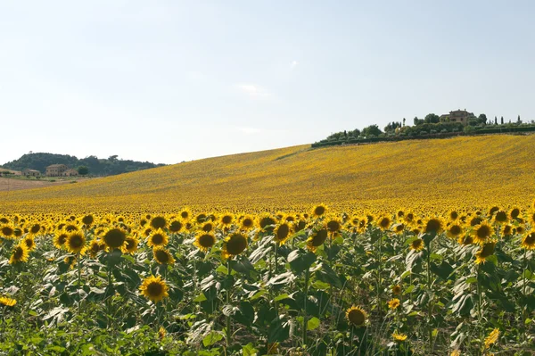 Πορείες (Ιταλία) - τοπίο το καλοκαίρι με ηλιοτρόπια, αγρόκτημα — Φωτογραφία Αρχείου