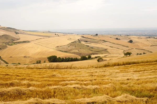 Landskap i Basilicata (Italien) nära Pignola på sommaren — Stockfoto