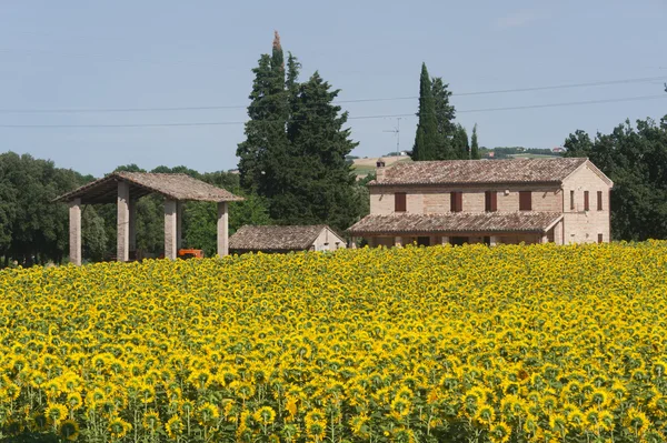 Πορείες (Ιταλία) - τοπίο το καλοκαίρι με ηλιοτρόπια, αγρόκτημα — Φωτογραφία Αρχείου