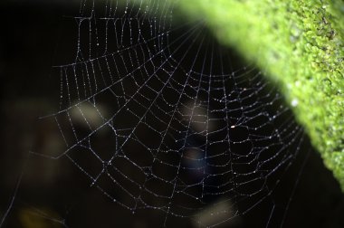 koyu arka plan üzerinde ıslak örümcek ağı