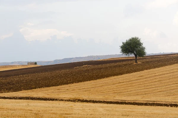 Entre Puglia y Basilicata (Italia): Paisaje rural en summ — Foto de Stock