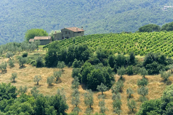 Gård i Toscana nära artimino — Stockfoto