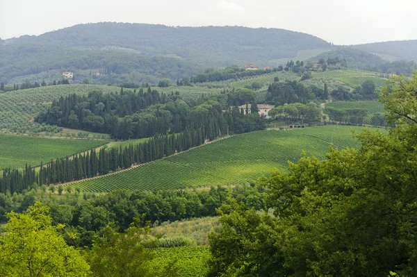 VIneyards of Chianti (Toscana ) —  Fotos de Stock