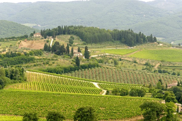 Vinic Chianti (Toskánsko) — Stock fotografie