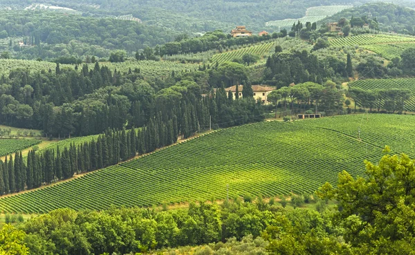 Vineyards of Chianti (Tuscany) ) — стоковое фото