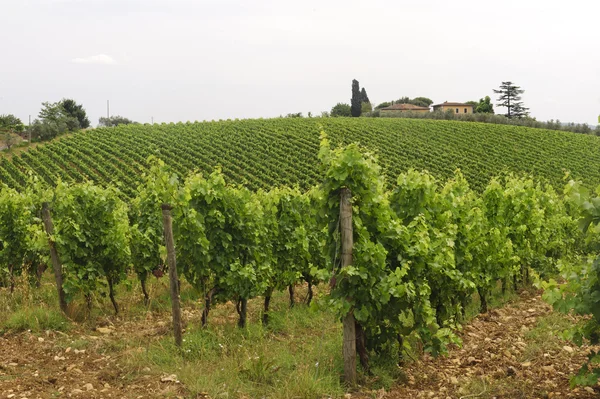 Chianti (Toscana), antigua granja — Foto de Stock