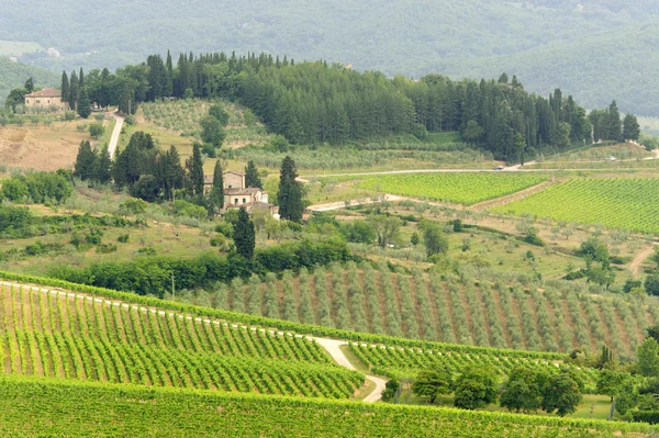 Vingårdarna i Chianti (Toscana) — Stockfoto