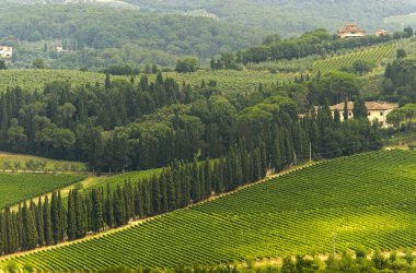 Chianti (Toskonya Bağlar)