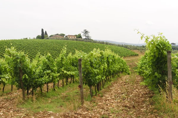 Vineyards of Chianti (Tuscany) ) — стоковое фото