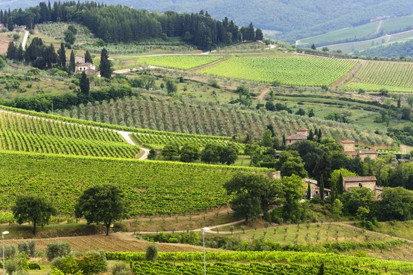 VIneyard del Chianti (Toscana) ) — Foto Stock