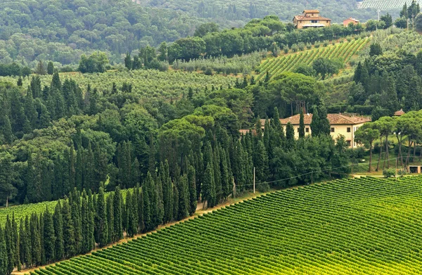 Виноградники К'янті (Тоскана) — стокове фото