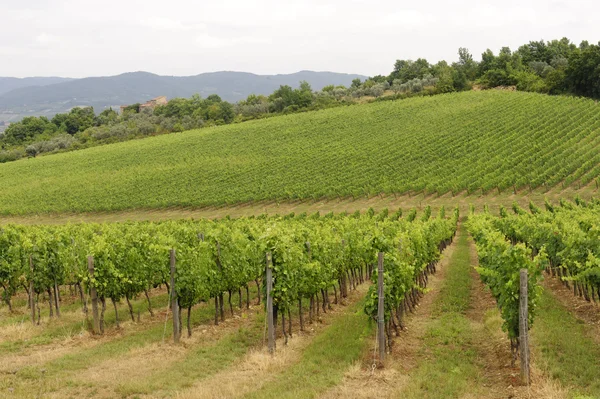 Vineyards of Chianti (Tuscany) ) — стоковое фото