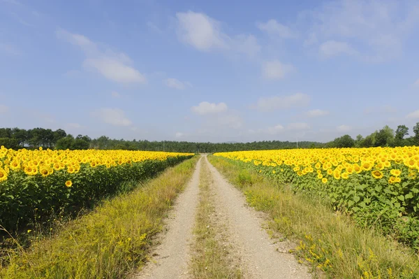 Landschaft in der Toskana, Sonnenblumen — Stockfoto
